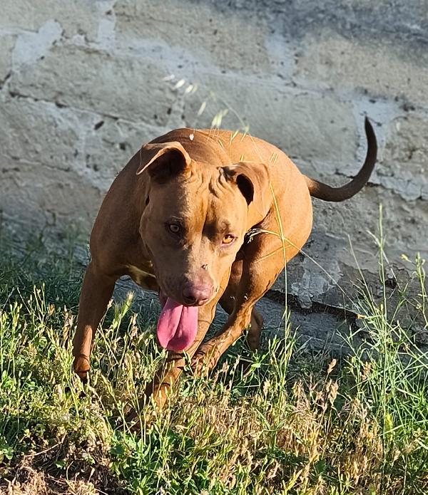 Innamoratevi di Jago  Foto 3